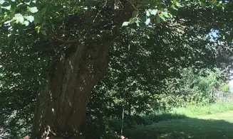 SYŘENOV - roubenka - foto číslo 21