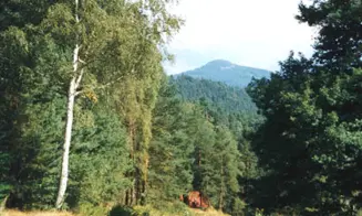 VŠEMILY  - chata - foto číslo 7