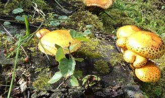 SEDLICKÁ PŘEHRADA - chata - foto číslo 29