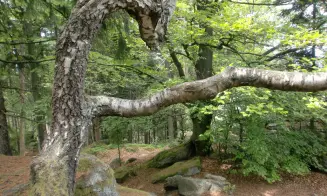 KLENÍ - chata - foto číslo 8