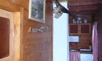 ZADNÍ ZBOROVICE - chata - foto číslo 14