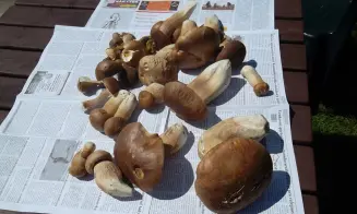 LULEČ - chalupa - foto číslo 1