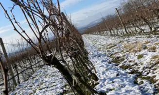 VELKÉ BÍLOVICE *** -  vinný sklep - foto číslo 4