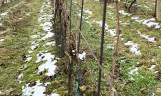 VELKÉ BÍLOVICE *** -  vinný sklep - foto číslo 13