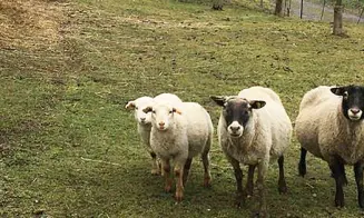 PONIKLÁ *** -  chalupa - foto číslo 17