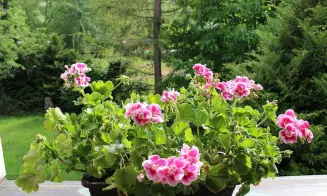 PETROVICE U SUŠICE - chalupa - foto číslo 25