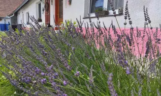 LIBOUŇ - chalupa se zapuštěným bazénem - foto číslo 8