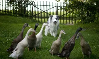 ČESKÁ RYBNÁ - roubenka - foto číslo 15